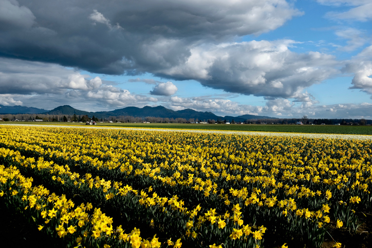 Panoramic Image of Springfield, OR